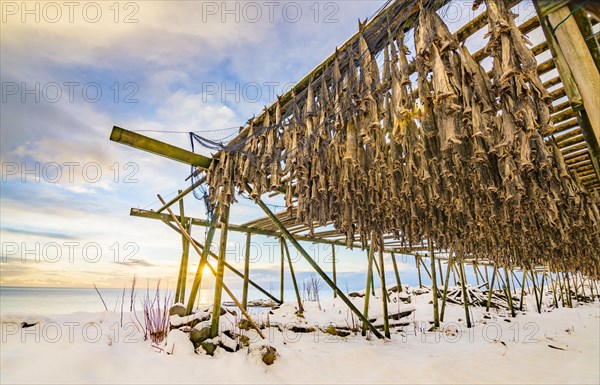 Cod stockfish drying on rack