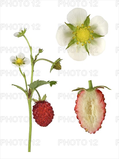 Woodland strawberry