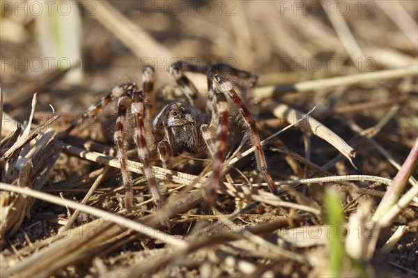 Giant riverbank spider