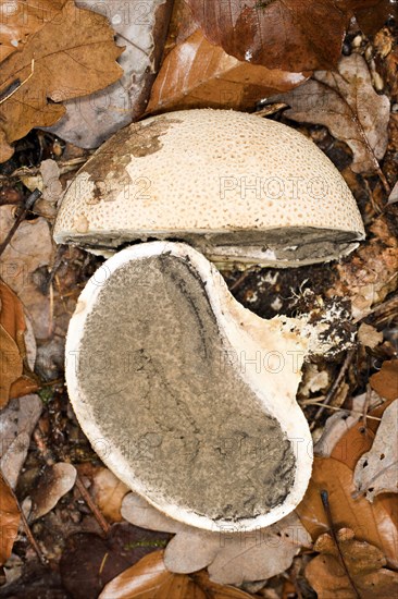 Common common earthball