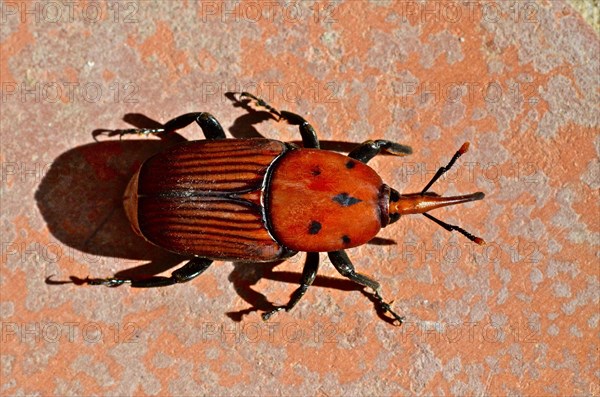 Red palm weevil