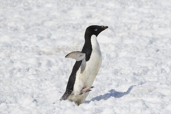 Adelie penguin