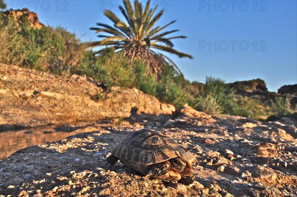 Tortoise in front of palm tree