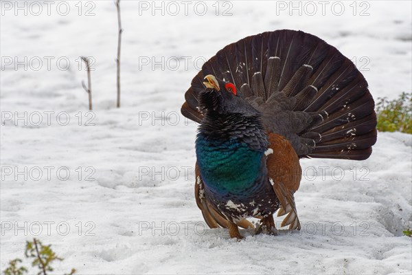 Western capercaillie