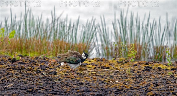 Northern lapwing