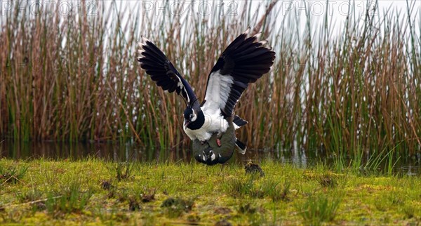 Two northern lapwings