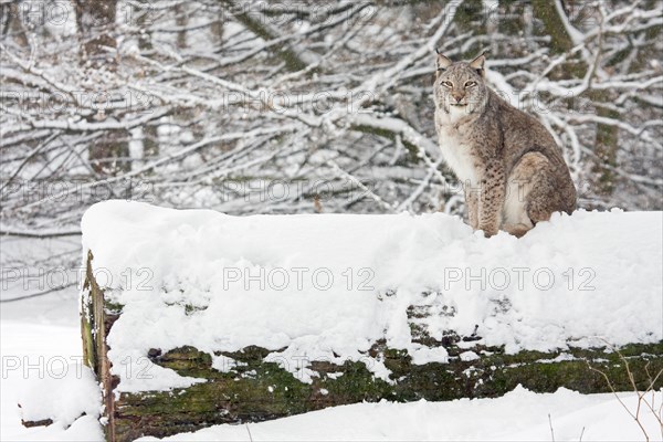 Eurasian lynx