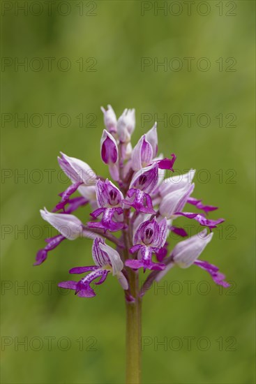 Military orchid