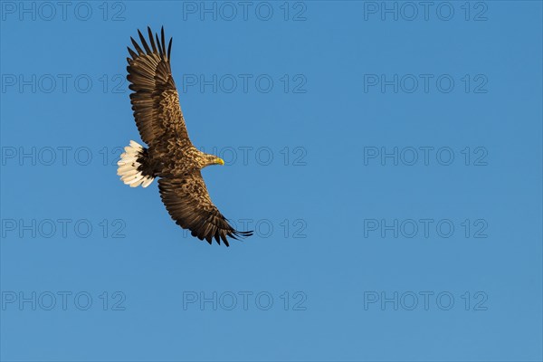 White-tailed eagle