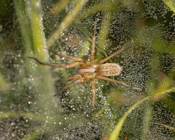 Wolf spider