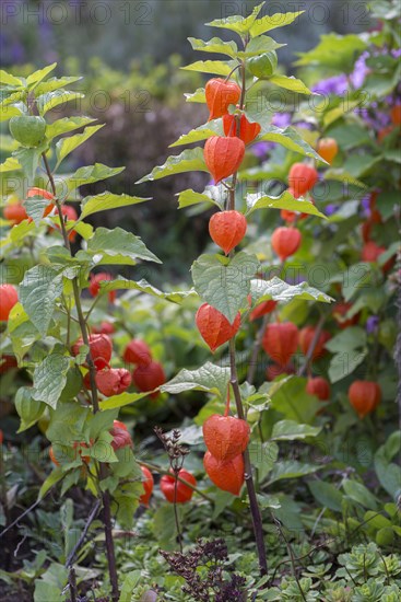 Chinese lantern