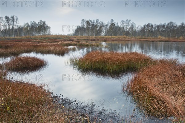 Autumn bog with narrow-leaved common cottongrass