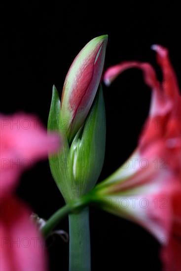 Emerging bud of an amaryllis