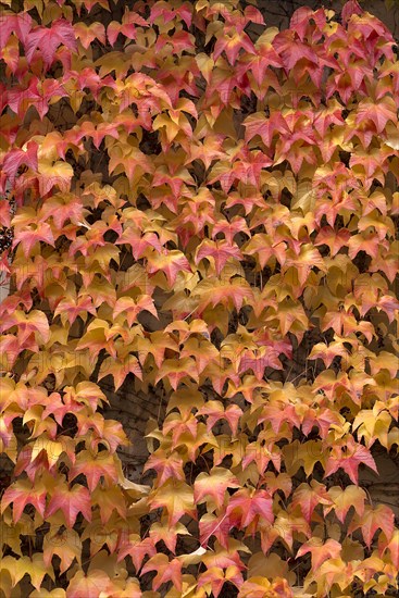 Autumn leaves from the Dreispitz Jungfernrebe