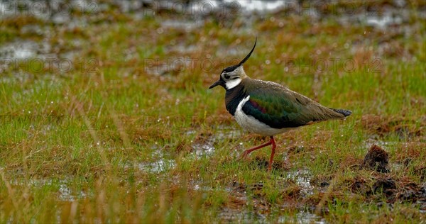 Northern lapwing