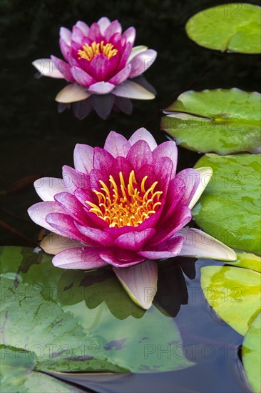 Water lily