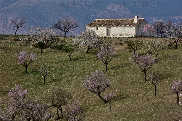 Almond plantation at blossom with white hut