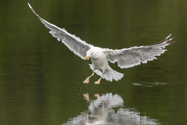 European herring gull