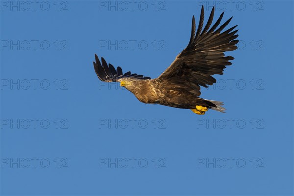 White-tailed eagle