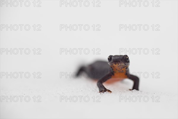 Alpine newt