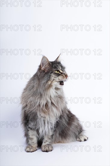 Maine coon cat