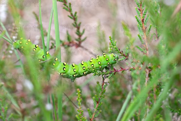 Small emperor moth