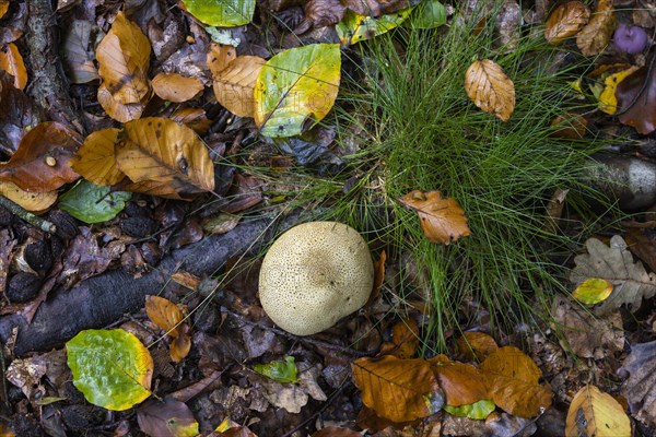 Earthball