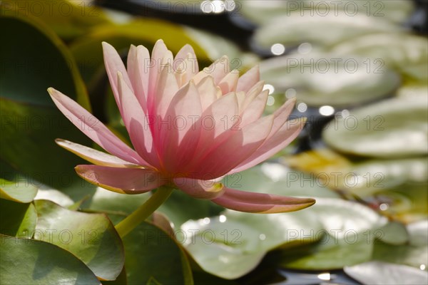 Hardy water lily