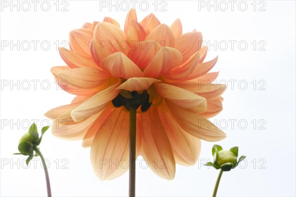 Flowering dahlia