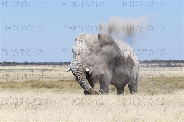 African elephant