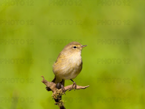 Common Chiffchaff