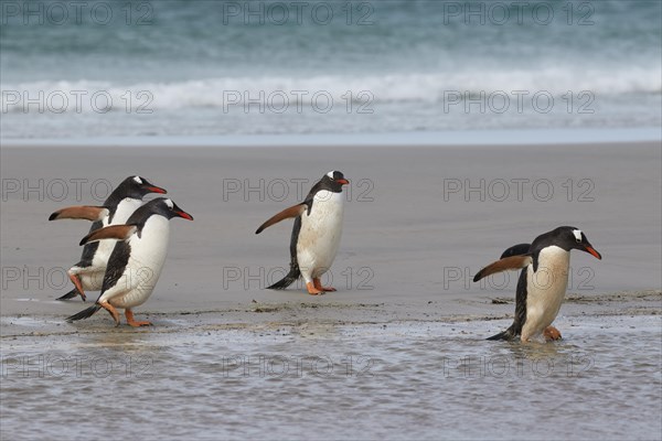 Gentoo penguins