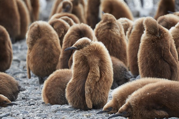 King penguins