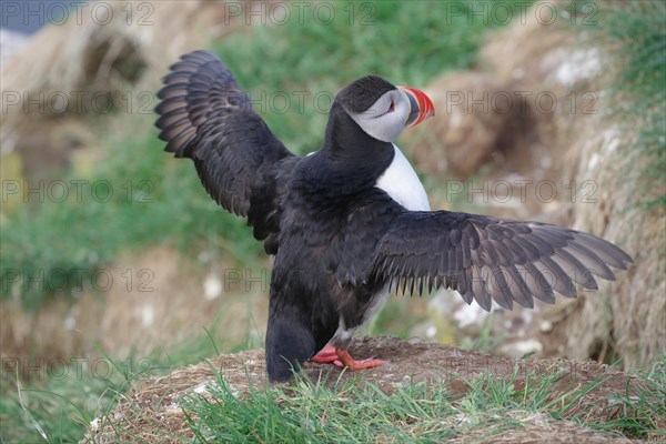 Puffin