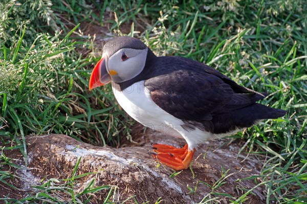 Puffin