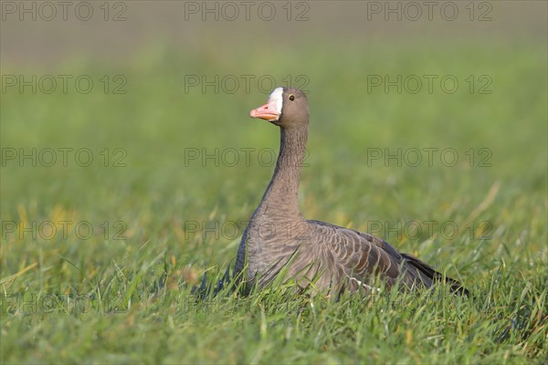 Lesser white-fronted goose