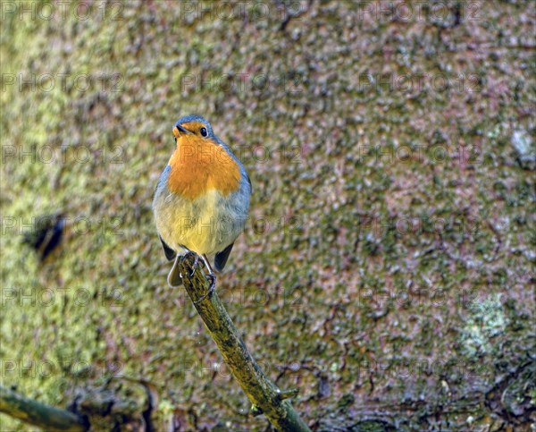 European robin