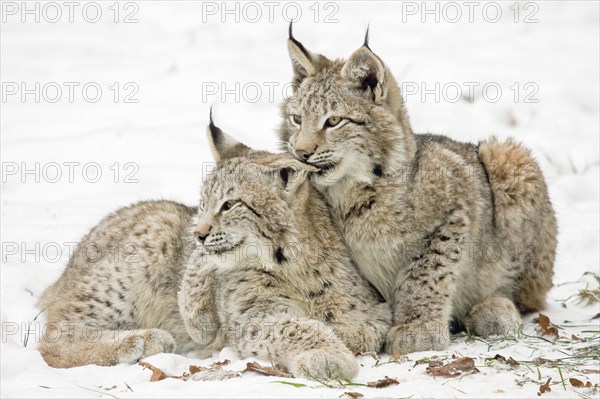 Two eurasian lynx