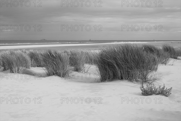 Dune landscape on the North Sea coast