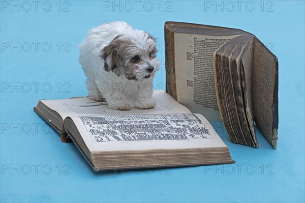 Bolonka Zwetna puppy with old books