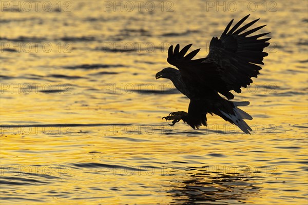 White-tailed eagle