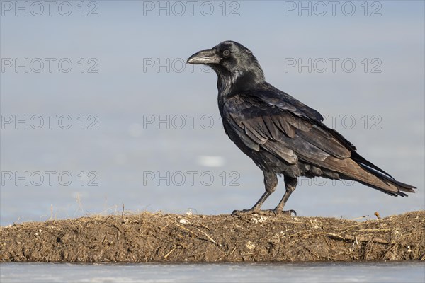 Common raven