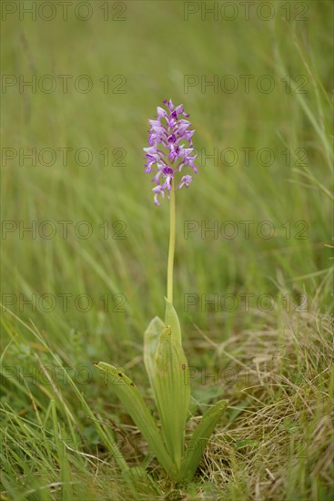 Military orchid