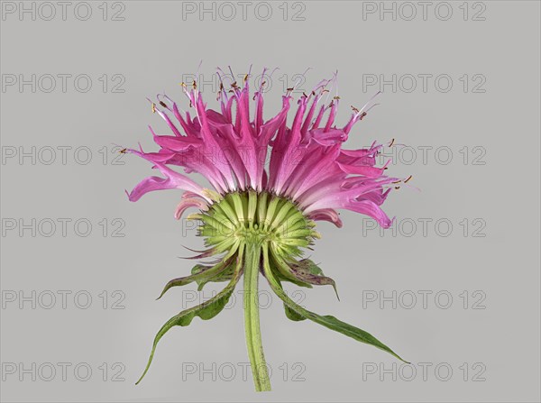 Bee balm hybrid