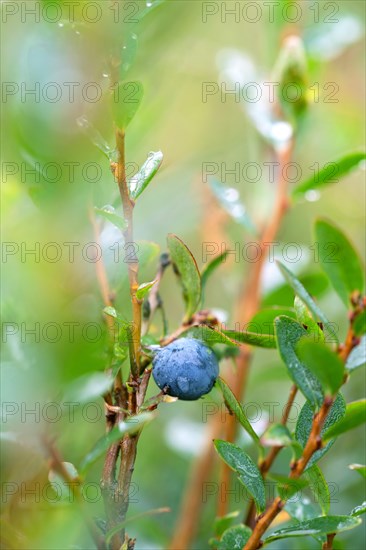 Bog bilberry