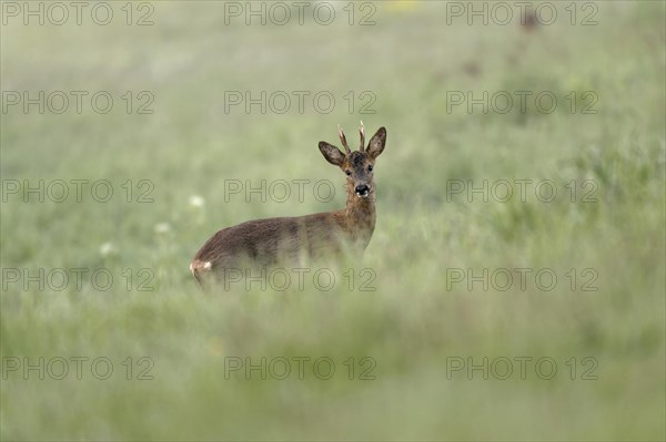 European roe deer