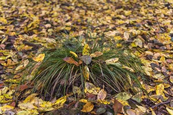 Tufts of grass with autumn leaves