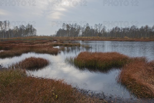 Autumn bog with narrow-leaved common cottongrass