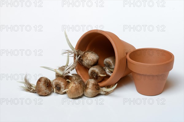 Bulbs of the saffron crocus