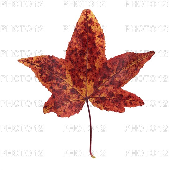 American sweetgum